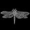Decorative beautiful dragonfly, white outline color, isolated on