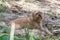 The decorative Belgian dog Griffon lies on fallen pine needles and looks at the photographer.