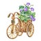 Decorative bicycle, basket with flowers isolated on white background. Flower pot. Stand for flowers. Plant Stands. Watercolor