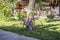 Decorative bike under a tree with flower pot .