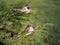 Decorative birds sparrows on a branch of the Cossack juniper.