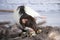 Decorative black and white cute rat sniffing quail eggs. The eggs lie in a nest of bird feathers. Back white brick background.