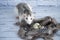 Decorative black and white cute rat sniffing quail eggs. The eggs lie in a nest of bird feathers. Back white brick background.