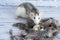 Decorative black and white cute rat sniffing quail eggs. The eggs lie in a nest of bird feathers. Back white brick background.