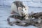 Decorative black and white cute rat sniffing quail eggs. The eggs lie in a nest of bird feathers. Back white brick background.