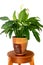 A decorative blooming spathiphyllum in a beautiful pot stands on a console.