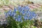 Decorative blue flowers of a speedwell in sunlight