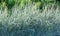 Decorative blue grass and white green striped. Blue Fescue and Arrhenatherum elatius bulbosum variegatum