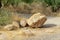 Decorative bolders or rocks on the mission view trail in sabino national park in tuscon arizona on hiking and jogging trail