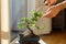 Decorative bonsai plant standing on a table