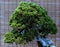 Decorative bonsai tree