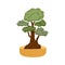 Decorative bonsai tree in a flower pot, domestic plant vector illustration