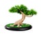 Decorative bonsai tree pine in pot