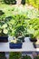 Decorative bonsai trees in a showcase on the flower market.