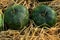 Decorative bottle gourd, also called Calabash, latin name Lagenaria Siceraria varieta Speckled apple