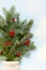 A decorative bouquet of Christmas tree branches collected in a mitten with cranberries on a blue background