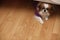 Decorative breed of dogs. A small domestic dog. The dog under th