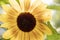 Decorative bright sunflower in the garden against the blue sky. Blurred knowledge background. Beautiful flower in the garden