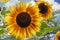 Decorative bright sunflower in the garden against the blue sky. Blurred knowledge background. Beautiful flower in the garden