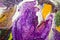 Decorative brightly violet yellow and green smears of oil paint on canvas