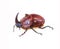 Decorative brown rhinoceros beetle, male with horn, rare insect