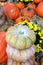 Decorative bumpy gourd for Fall season