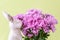 Decorative bunny sniffing a bouquet of pink chrysanthemums, against a pastel yellow background