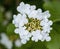 Decorative bush blooming beautiful white flowers with five petal