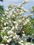 Decorative bush blooms with lush white flowers against a stormy sky