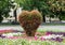 Decorative bush in heart shape