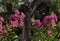 A decorative bush Lagerstroemia indica with crimson inflorescences close-up