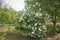 Decorative bush Viburnum with white flowers - snowball tree in garden . Close up of white hydrangea . The flower of a