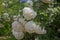 Decorative bush Viburnum with white flowers - snowball tree in garden . Close up of white hydrangea . The flower of a