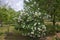 Decorative bush Viburnum with white flowers - snowball tree in garden . Close up of white hydrangea . The flower of a
