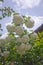 Decorative bush Viburnum with white flowers - snowball tree in garden . Close up of white hydrangea . The flower of a