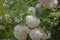 Decorative bush Viburnum with white flowers - snowball tree in garden . Close up of white hydrangea . The flower of a