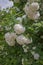 Decorative bush Viburnum with white flowers - snowball tree in garden . Close up of white hydrangea . The flower of a