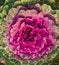 Decorative cabbage