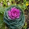 Decorative cabbage that adorns parks, squares, and surrounding areas. Colorful leaves of ornamental brassica. The autumn