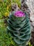 Decorative cabbage that adorns parks, squares, and surrounding areas. Colorful leaves of ornamental brassica. The autumn