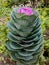 Decorative cabbage that adorns parks, squares, and surrounding areas. Colorful leaves of ornamental brassica. The autumn