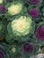 Decorative cabbage, flowers, flower bed, plants, not an ordinary plant, color, funny, funny