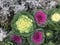 Decorative cabbage, flowers, flower bed, plants, not an ordinary plant, color, funny, funny, background, postcard, girl, boy, birt