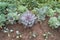 Decorative cabbage grows on the ground. Cultivation of ornamental cabbage.