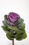 Decorative cabbage on white  Brassica oleracea var. acephala