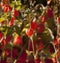 Decorative cape gooseberries