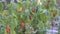 Decorative cape gooseberries with white frost. Closeup. 4K