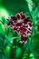 Decorative carnation flower on a green background