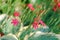 Decorative carnation flowers and grass khosta. Flower background.