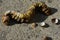 Decorative caterpillar made of bivalve seashells on concrete beach molo
